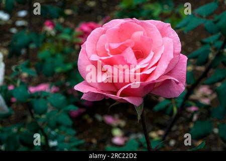 Rose Garden Government Rose Garden Centenary Rose Park a Vijayanagaram a Ooty Udhagamandalam, Nilgiris, Tamil Nadu, India meridionale, Asia Foto Stock