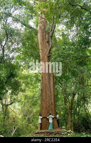 Il più grande albero di legno di rosa (Dalbergia latifolia) (Dalbergia emarginata) di 7 metri a Yanai Pallam vicino alla diga Pillur Pilloor dei Ghati occidentali in Foto Stock