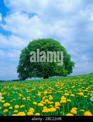 Carpino europeo (Carpinus betulus) nel prato di tarassio Foto Stock