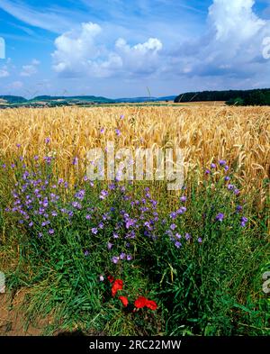 Cicoria comune (Cichorium intybus), erbe selvatiche Foto Stock