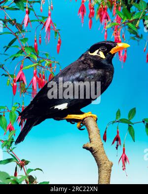 Grosser Indianerhuegelmaina (Gracula religiosa intermedia) Foto Stock