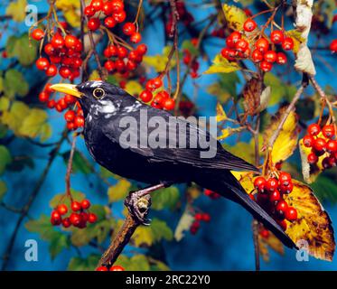 Blackbird, maschio, parzialmente albino, pied, laterale Foto Stock