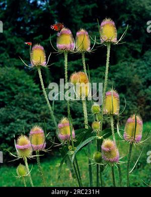 Card Tea (Dipsacus sylvestris) (Dipsacus silvestris) (Dipsacus fullonum) Foto Stock