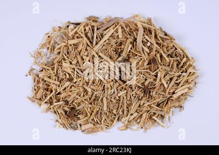 Radice di Taiga (Radix Eleutherococci), cespuglio del diavolo, Prickly panax, ginseng siberiano, eleutherococcus, indipendente, oggetto Foto Stock