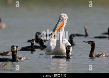 Cormorani e pellicani dalmati (Pelecanus crispus), Grecia (Phalacrocorax carbo) Foto Stock