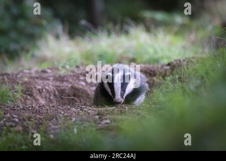 Badger [Meles meles] è appena emerso da den Foto Stock