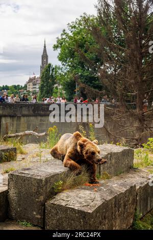 Orso bruno europeo (Ursus arctos arctos) di fronte alla città vecchia di Berna con Berner Münster Foto Stock
