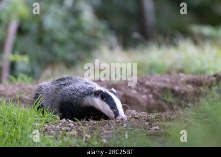 Badger [ Meles meles ] è appena emerso da den Foto Stock