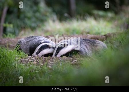 Badger [ Meles meles ] è appena emerso da den Foto Stock