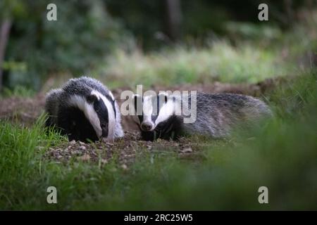 Badger [ Meles meles ] è appena emerso da den Foto Stock