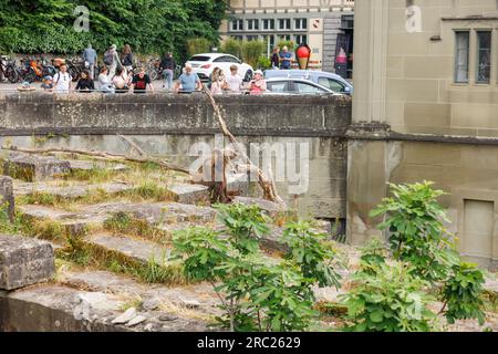 Orso bruno europeo a Bärengraben a Berna Foto Stock