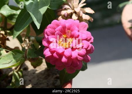Rosa neon elegante Zinnia (Zinnia elegans) in un giardino : (pix Sanjiv Shukla) Foto Stock