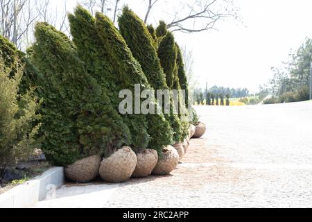 Piantare thuja in pakri in Ucraina in primavera al sole nella città di Dnipro, paesaggisticare la città, thuja con una radice in una borsa Foto Stock