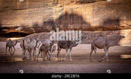 Serenità in movimento mentre un gruppo di cammelli attraversa i canyon storici di Guelta d'Archei, con le antiche opere d'arte della natura che accompagnano il loro viaggio Foto Stock