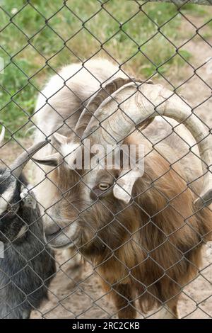 Capra di montagna con corna arricciate. Nel recinto dello zoo. Primo piano. Foto Stock