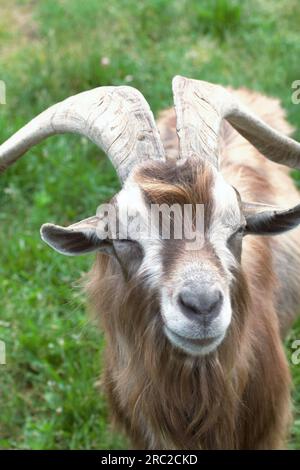 Capra di montagna con corna arricciate. Nel recinto dello zoo. Primo piano. Foto Stock