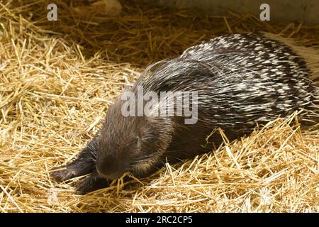 Porcupine in una voliera. Contatta lo zoo. Foto Stock