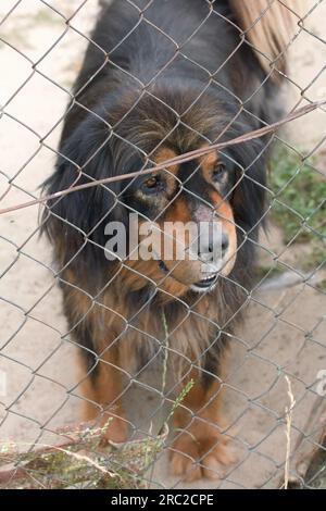 Mastiff tibetano in una voliera. Contatta lo zoo. Foto Stock