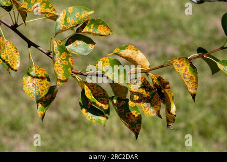 Ruggine di pera europea (Gymnosporangium sabinae) su un pere. Foto Stock