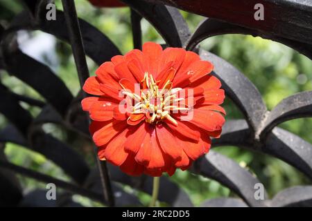 Elegante fiore di Zinnia (Zinnia elegans) in colore scarlatto : (pix Sanjiv Shukla) Foto Stock