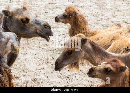 Cammello battriano (Camelus bactrianus) in cattività Foto Stock