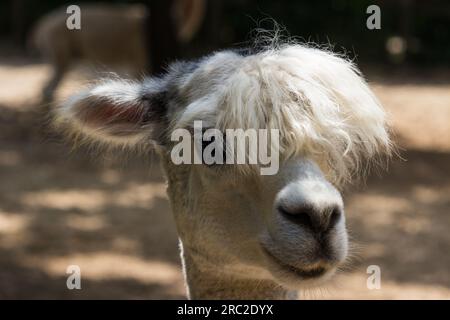 Lama (lama glama) Foto Stock