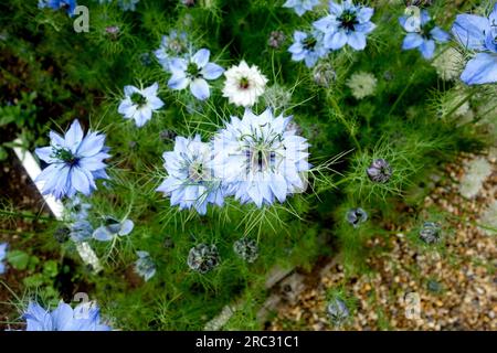 East Ruston Old Vicarage Gardens, Norfolk Foto Stock