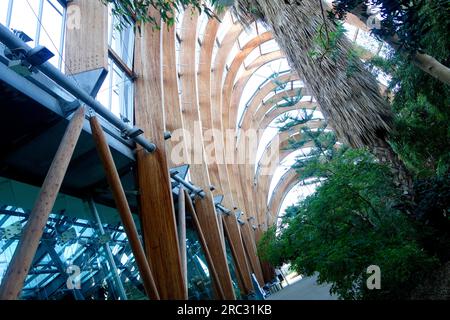 Sheffield Winter Gardens, Sheffield, Inghilterra Foto Stock