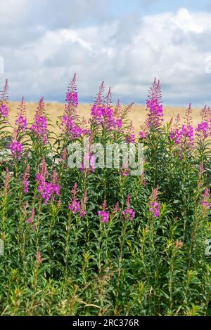 Rosebay Willowhere cresce lungo una strada nel Northumberland Foto Stock