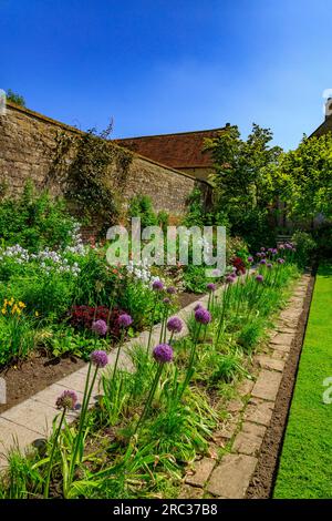 La colorata primavera confina con gli allievi viola nei giardini di Tintinhull House, vicino a Yeovil, Somerset, Inghilterra, Regno Unito Foto Stock