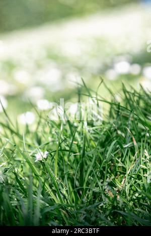 Immagine primaverile di un giardino verdeggiante. Splendida cornice verde, fiori selvatici pieni d'erba. Messa a fuoco selettiva, piccola profondità di campo. Copia spazio Foto Stock