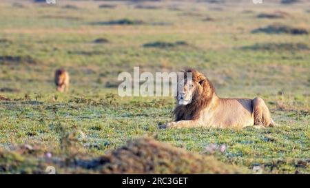 Leone maschio in riposo, panthera leo, alla luce del mattino presto, Masai Mara, Kenya. Suo fratello si sta avvicinando da dietro. Foto Stock