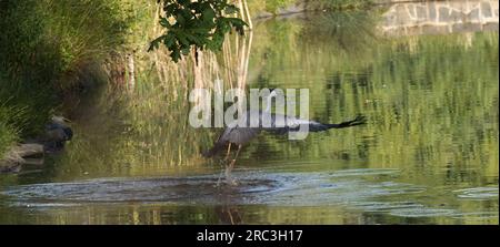 Un Heron Grigio, Ardea cinerea, vola dalla superficie di uno stagno con un pesce catturato nel becco. Foto Stock