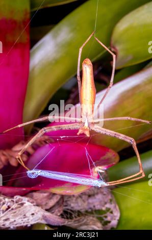 Rufous NET-casting Spider, Deinopsis subrufa, con Net, Malanda, Australia. Foto Stock