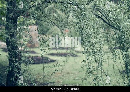 Lunghi rami di salice piangente in primo piano sullo sfondo di una natura sfocata. Un albero verde si appoggiava sopra lo stagno. Foto di alta qualità Foto Stock