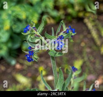 Anchusa officinalis, comunemente nota come bugloss o alcanet comune, è una specie vegetale del genere Anchusa. Foto Stock