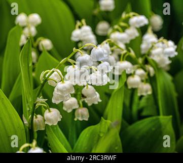 Giglio della valle fiori su sfondo verde. Convallaria majalis. Foto Stock