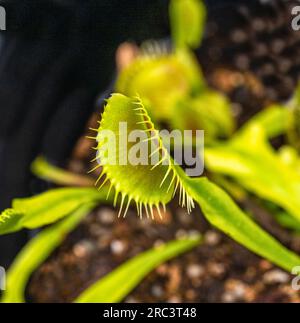 Venus flytrap, Dionaea muscipula giardino botanico KIT Karlsruhe, Baden Wuerttemberg, Germania Foto Stock