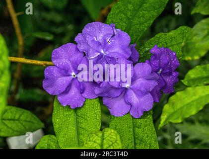 Brunfelsia pauciflora (Brunfelsia calycina). Originariamente si trovano vicino alla costa atlantica nel sud-est del Brasile. Foto Stock