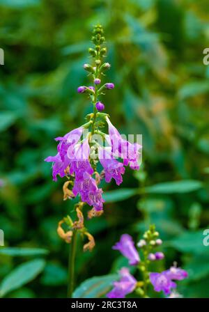 Physostegia virginiana, pianta obbediente Foto Stock