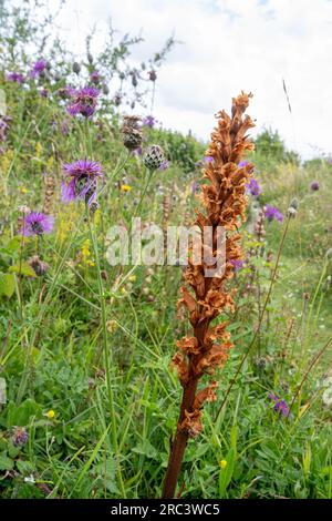 Knapweed Broomrape (Orobanche elatior), una pianta parassita che cresce accanto alle piante ospiti Greater Knapweed (Centaurea scabiosa), Hampshire, Inghilterra, Regno Unito Foto Stock