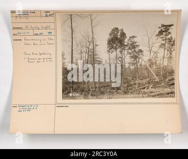 Un pino che viene abbattuto in Alabama, Florida, Louisiana o Mississippi allo scopo di fornire legname per la costruzione di case portatili per le forze di spedizione americane durante la prima guerra mondiale. Questa foto è stata scattata nel gennaio 1918 da St. Lentz e rilasciato da W. C. D. alla Photo Division. Foto Stock