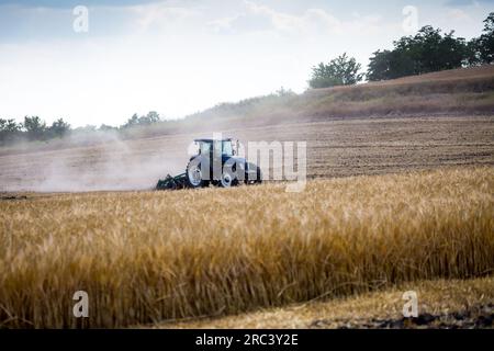 Un moderno trattore blu con erpice a dischi trainato con rullo di disaratura arata un campo su cui è appena stata raccolta la granella a molla. Mezza estate Foto Stock