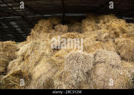 Stoccaggio del fieno e della paglia in balle nell'azienda agricola. Tema concettuale: Raccolta degli stock. Sicurezza alimentare. Agricoltura. Agricoltura. Produzione alimentare. Foto Stock