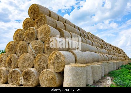 Stoccaggio del fieno e della paglia in rotoli nell'azienda agricola. Tema concettuale: Raccolta degli stock. Sicurezza alimentare. Agricoltura. Agricoltura. Produzione alimentare. Foto Stock