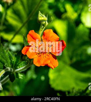 Geum coccineum. Originaria delle montagne dei Balcani e della Turchia settentrionale Foto Stock