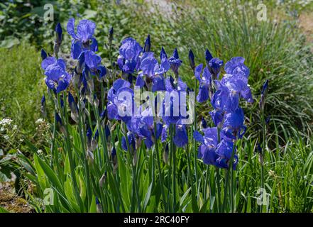 Iris dalmata o dolce (iris Iris pallida), Iridaceae. Foto Stock