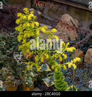 Bejeque tabaquero o gongaro canario (Aeonium canariense) è un arbusto succulento endemico delle Isole Canarie Foto Stock