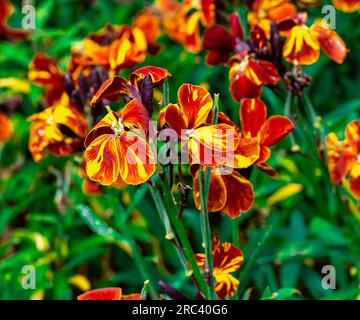 Fiore da parete rosso scuro e arancione - nome latino - Erysimum cheiri Foto Stock