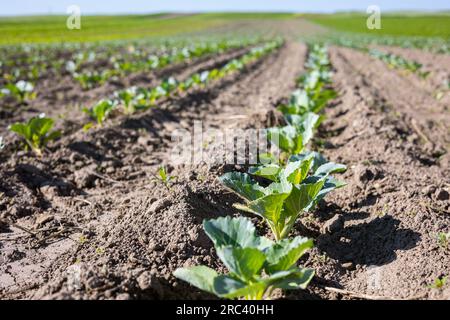 I campi agricoli sulle pendici delle colline sono piantati con cavolo bianco. La coltura cresce bene dopo la semina, ha buone foglie sane. L'estate in Foto Stock